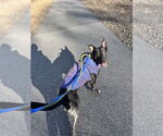 Small #17 Dutch Shepherd  Mix
