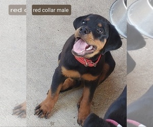 Rottweiler Puppy for sale in BAYTOWN, TX, USA