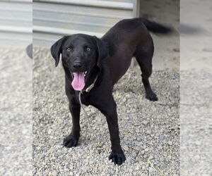 Labrador Retriever-Siberian Husky Mix Dogs for adoption in Woodsfield, OH, USA