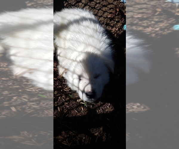 Medium Photo #6 Alusky Puppy For Sale in ELK GROVE, CA, USA