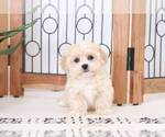 Small Photo #3 Lhasa-Poo Puppy For Sale in NAPLES, FL, USA