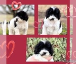 Small Photo #1 Goldendoodle Puppy For Sale in SOCIAL CIRCLE, GA, USA