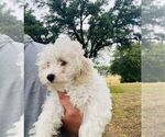 Small Photo #2 Maltipoo Puppy For Sale in ADDISON, TX, USA