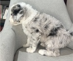 Small #6 Sheepadoodle