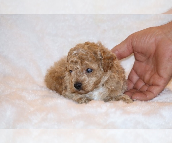 Medium Photo #9 Poodle (Toy) Puppy For Sale in DYERSBURG, TN, USA