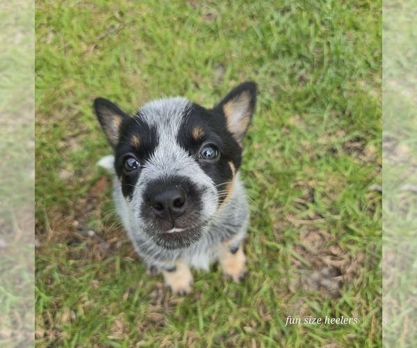 Medium Photo #5 Australian Cattle Dog Puppy For Sale in LAURINBURG, NC, USA