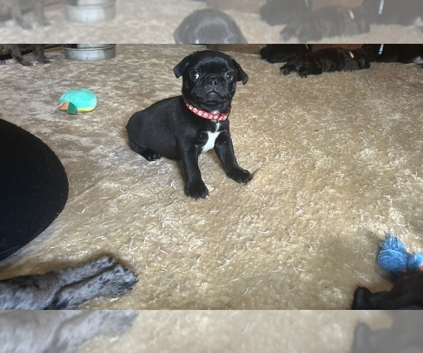 Medium Photo #4 Frenchie Pug Puppy For Sale in BLOOMINGTON, IL, USA
