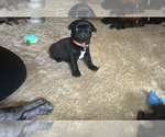 Small Photo #3 Frenchie Pug Puppy For Sale in BLOOMINGTON, IL, USA