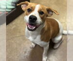 Small #3 Beagle Mix