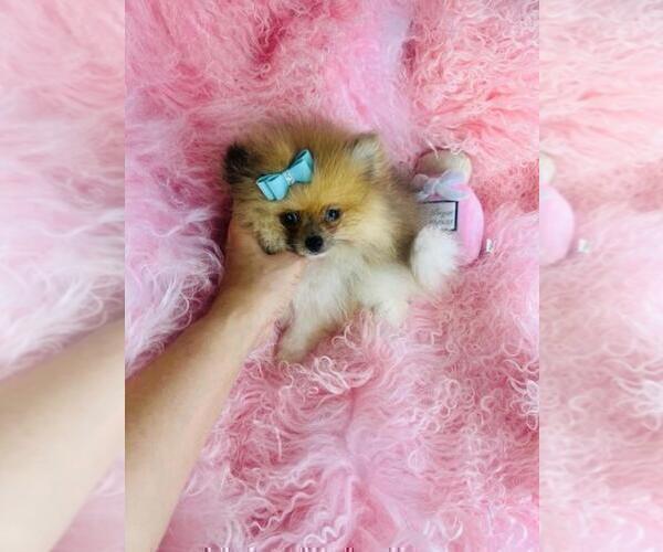 Medium Photo #12 Pomeranian Puppy For Sale in BOSTON, MA, USA