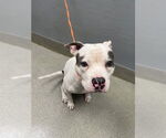 Small American Pit Bull Terrier Mix
