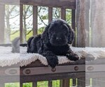 Puppy Sambo Cock-A-Poo