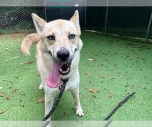 Huskies -Unknown Mix Dogs for adoption in Raleigh, NC, USA