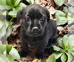 Small Photo #2 Mutt Puppy For Sale in San Diego, CA, USA