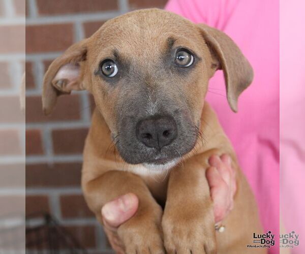 Medium Photo #3 Dachshund-Retriever  Mix Puppy For Sale in Washington, DC, USA