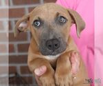 Small #2 Dachshund-Retriever  Mix