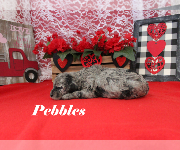 Medium Photo #7 Poodle (Toy) Puppy For Sale in CHANUTE, KS, USA