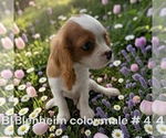 Small #3 Cavalier King Charles Spaniel