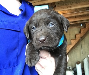 Labrador Retriever Puppy for sale in DECATUR, IL, USA