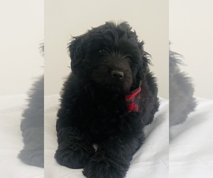 Chow Chow-Poodle (Standard) Mix Puppy for sale in ORLANDO, FL, USA