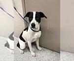Small American Pit Bull Terrier Mix