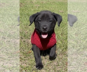 Labrador Retriever Puppy for sale in OSYKA, MS, USA