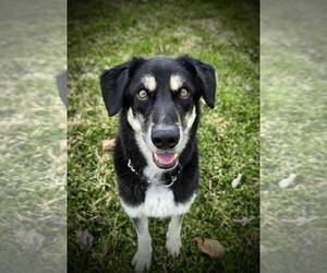 Labsky Dogs for adoption in Anchorage, AK, USA