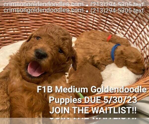 Medium Photo #1 Goldendoodle Puppy For Sale in BREA, CA, USA