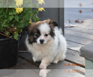 Pom-Shi Puppy for sale in DINWIDDIE, VA, USA