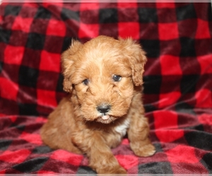 Goldendoodle (Miniature) Puppy for sale in BLMGTN, IN, USA