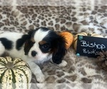 Small #4 Cavalier King Charles Spaniel