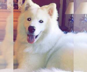 Samoyed Puppy for sale in STAMFORD, CT, USA