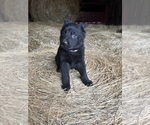 Small #2 German Shepherd Dog