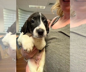 Anatolian Shepherd-Unknown Mix Dogs for adoption in Holly Springs, NC, USA
