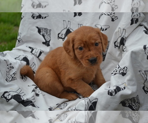Medium Golden Retriever