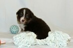 Small Photo #3 Miniature Australian Shepherd Puppy For Sale in MOUNT VERNON, WA, USA