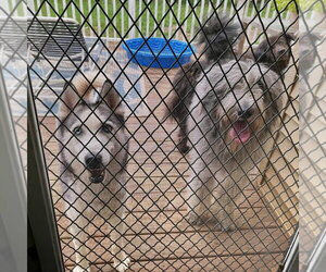 Emma - Female Siberian Husky Dog for Adoption - Photo #2