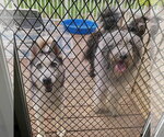 Small Photo #2 Siberian Husky Puppy For Sale in Canton, CT, USA