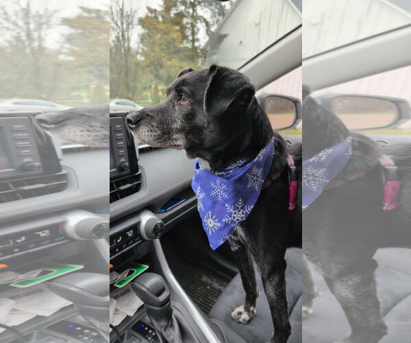 Medium Photo #4 Retriever -Unknown Mix Puppy For Sale in Manchester, MO, USA