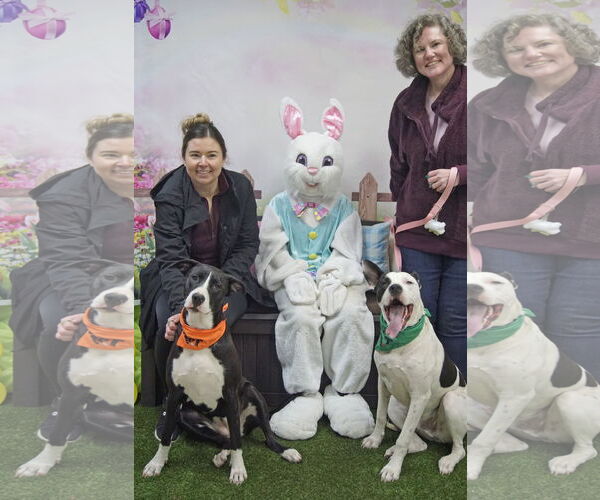 Medium Photo #13 Bullypit Puppy For Sale in Oakhurst, NJ, USA