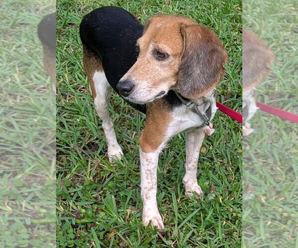 Medium Photo #9 Beagle Puppy For Sale in Dunnellon, FL, USA