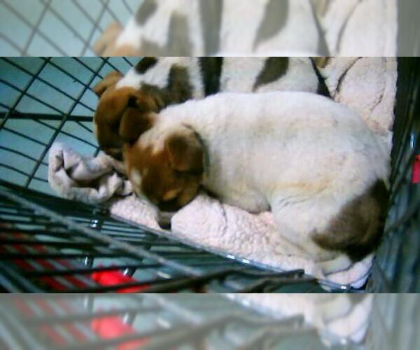 Medium Photo #1 Texas Heeler Puppy For Sale in Tulsa, OK, USA