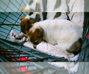 Texas Heeler Dogs for adoption in Tulsa, OK, USA