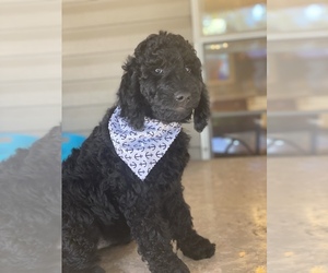 Goldendoodle-Poodle (Standard) Mix Puppy for sale in BEE BRANCH, AR, USA
