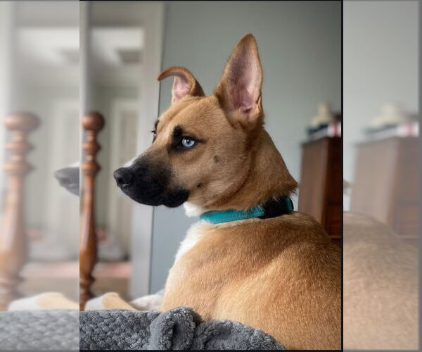 Medium Photo #8 Boxer-Huskies  Mix Puppy For Sale in Winston Salem, NC, USA
