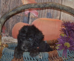 Poodle (Standard) Puppy for sale in PONCA CITY, OK, USA