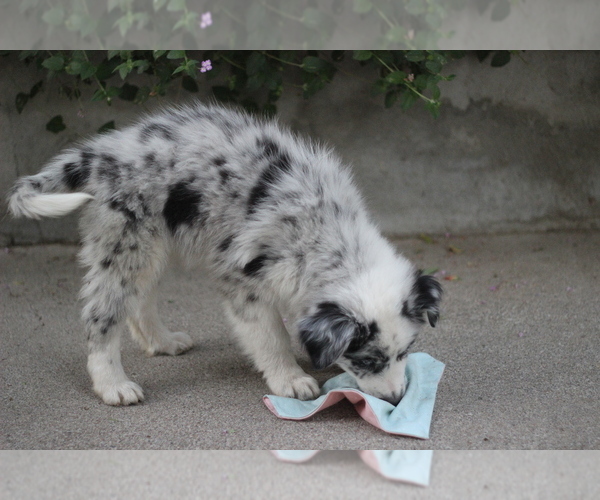Medium Photo #2 Australian Shepherd Puppy For Sale in MODESTO, CA, USA