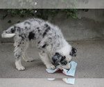 Small #1 Australian Shepherd
