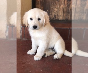 Golden Retriever Puppy for sale in THOUSAND OAKS, CA, USA