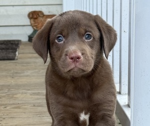 Labrador Retriever Puppy for sale in SPOTSYLVANIA, VA, USA